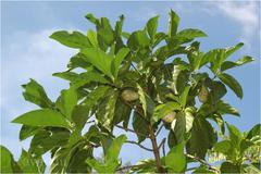 Morinda citrifolia